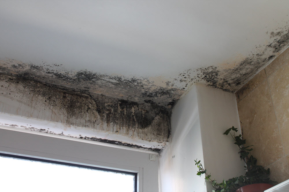 Understanding Mold Removal and Remediation Cost